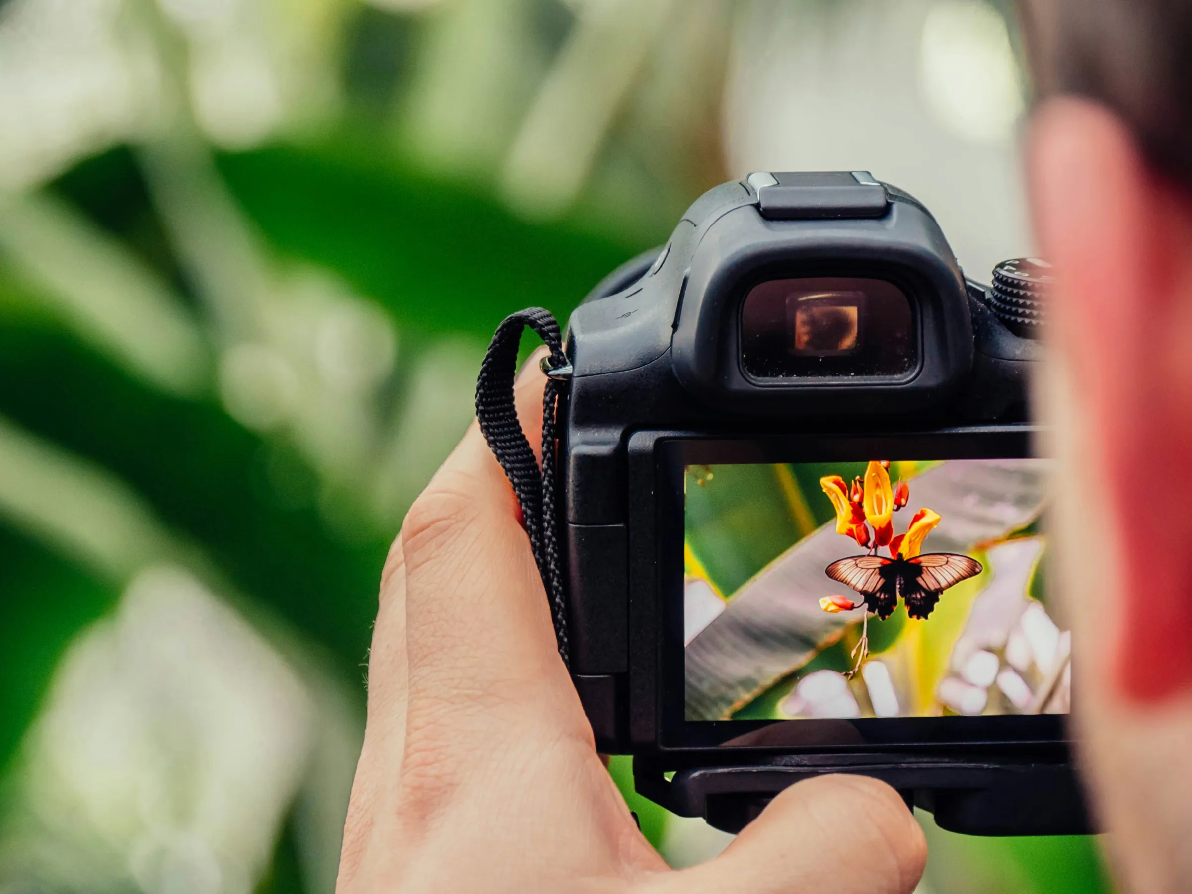 Una fotocamera inquadra una farfalla posata su un fiore rosso e giallo, il verde della vegetazione sfocato attorno